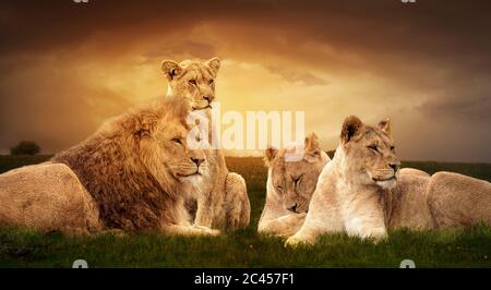 Fotomanipazione dei leoni africani che riposano al tramonto nell'erba. Foto Stock