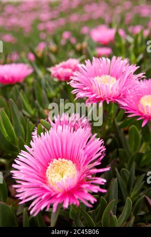 Fiori commestibili di mezzogiorno (Carpobro edulis) Foto Stock