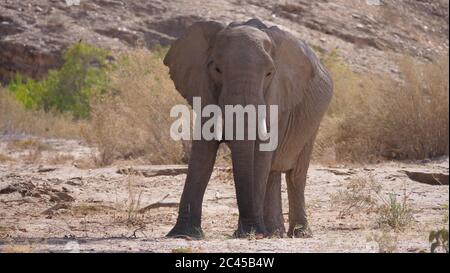 Elefante solitario al fiume Hoanib in Namibia Foto Stock