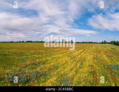 Paesaggio agricolo. Papaveri in fiore (Papaver) su campo di grano in una giornata di sole Foto Stock