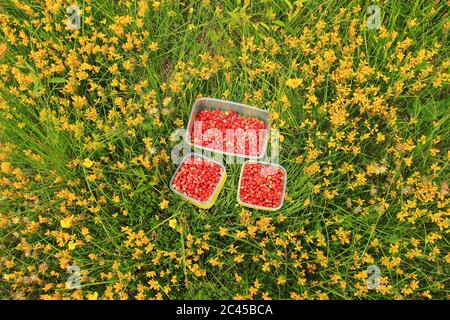 Fragole selvatiche raccolte in piatti su prato Foto Stock