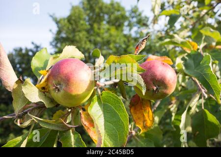 Mele di granchio di maturazione - Malus sylvestris Foto Stock