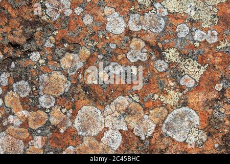 Motivi di lichen su Millstone Grit, Anglezarke White Coppice vicino a Chorley, Lancashire, Regno Unito Foto Stock