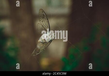 Primo piano di una macro che è intrangolata in un ragno web all'aperto，Cicadidae Foto Stock