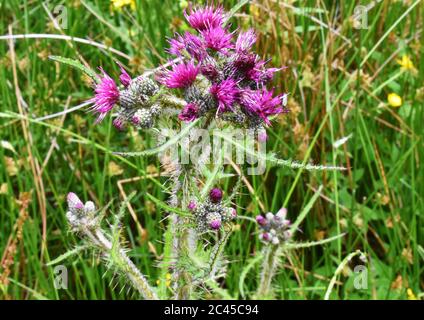 Il tistle scozzese con fiori viola luminosi che crescono tra erba lunga e altri fiori selvatici. Foto Stock