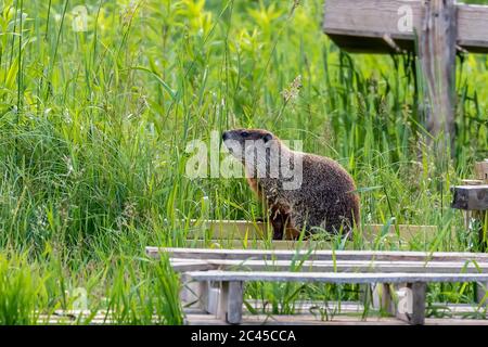 Il groundhog (monax di Marmota), conosciuto anche come un mandrino di legno, vive spesso vicino alle abitazioni umane Foto Stock