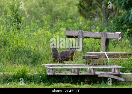 Il groundhog (monax di Marmota), conosciuto anche come un mandrino di legno, vive spesso vicino alle abitazioni umane Foto Stock