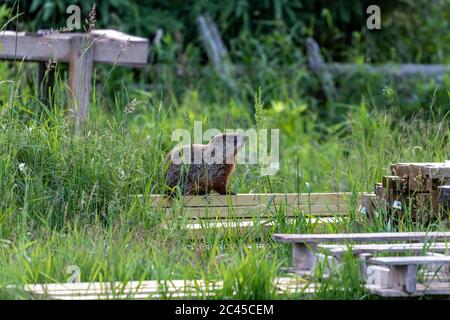 Il groundhog (monax di Marmota), conosciuto anche come un mandrino di legno, vive spesso vicino alle abitazioni umane Foto Stock