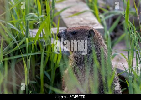 Il groundhog (monax di Marmota), conosciuto anche come un mandrino di legno, vive spesso vicino alle abitazioni umane Foto Stock