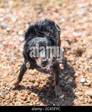 Worthing UK 24 Giugno 2020 - Elvis a Jack Russell cross gode di raffreddamento in mare con il suo proprietario, come la folla godere del clima caldo a Ferring spiaggia vicino Worthing con temperature che raggiungono i 30 gradi in alcune parti del Sud Est : Credit Simon Dack / Alamy Live News Foto Stock