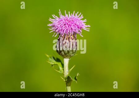 Una macro foto di un tistello scozzese (Onoportum acanthium) nel sole estivo pomeridiano. Foto Stock