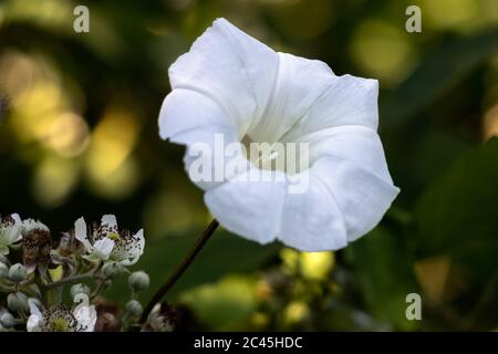 Campo Bindweed (Convolvulus arvensis) fioritura in estate Foto Stock