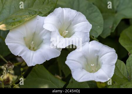 Campo Bindweed (Convolvulus arvensis) fioritura in estate Foto Stock