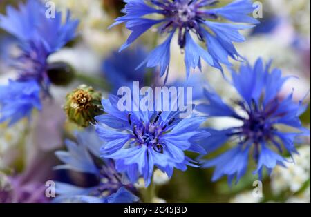 Dessau, Germania. 23 Giugno 2020. I fiori di mais blu intenso e luminoso si trovano tra i fiori di camomilla selvatici. I fiori di mais, che possono crescere fino a 60 centimetri di dimensioni, crescono principalmente sui bordi dei campi di cereali. Credit: Waltraud Gruchitzsch/dpa-zentralbild/ZB/dpa/Alamy Live News Foto Stock