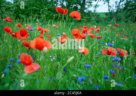 Primo piano di papaveri e fiori di mais fioriti in erba lunga. Foto Stock