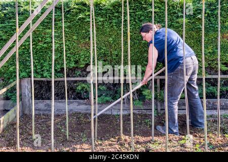 Donna che rinfestano erbacce da un letto di verdure prima di piantare i fagioli larghi. Foto Stock