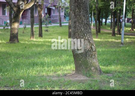 Misty deciso giovane stand con vecchio albero di quercia in primo piano. Natura estiva europea Foto Stock