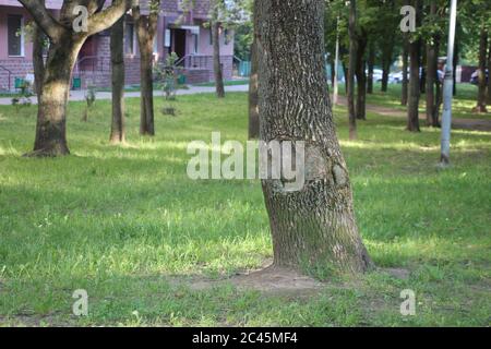 Misty deciso giovane stand con vecchio albero di quercia in primo piano. Natura estiva europea Foto Stock