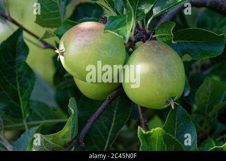 Piccole mele verdi appese su un albero mentre maturano Foto Stock