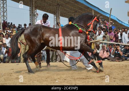 Ballo dei cavalli, fiera dei cammelli di Pushkar, India Foto Stock