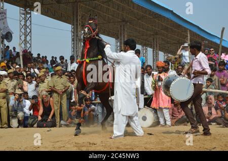 Ballo dei cavalli, fiera dei cammelli di Pushkar, India Foto Stock