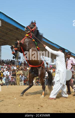 Ballo dei cavalli, fiera dei cammelli di Pushkar, India Foto Stock