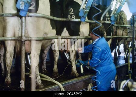 Farmer Bryan Pass che lavora presso il Longdown Diary Farm munging Parlor, Ashurst, Hampshire, Inghilterra, Regno Unito. anni '90 Foto Stock