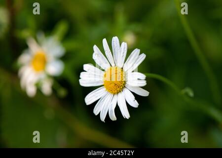 Macro shot di Leucanthemum vulgare, comunemente noto come il bue-eye daisy, osseye daisy, cane daisy e altri nomi comuni. Foto Stock