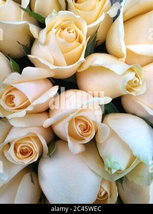 Mazzo Di Rose Rosa Foto Stock