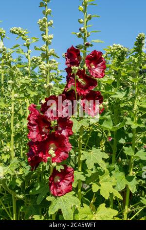 Fiori di hollyhock rosso scuro (Alcea), fiori di Hollyhocks colorati che fioriscono durante giugno, Regno Unito Foto Stock