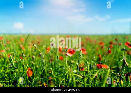 un campo di grano e papaveri contro un cielo blu sfocato Foto Stock