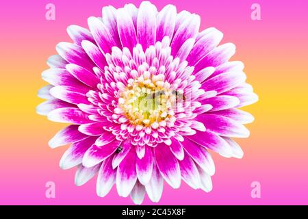 Primo piano di un bellissimo fiore rosa e bianco Gerbera Daisy in estate Foto Stock