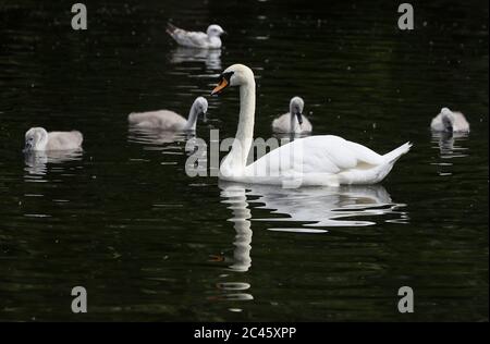 Un cigno ed è cineti sullo stagno nel verde di Santo Stefano in una giornata calda a Dublino. Foto Stock