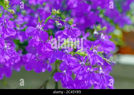 Fiori di Lobelia blu. Foto Stock