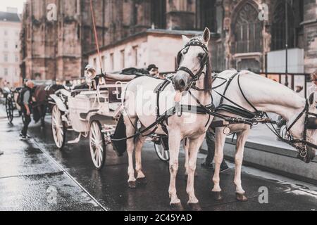 Carrozza trainata da cavalli, cabina di hackney, cavallo che si allaccia la lingua Foto Stock