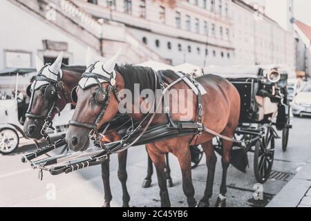 Fiaker, fiacre, hackney Coach, taxi trainato da due cavalli a Vienna Foto Stock