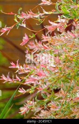 Bracche rosa di Flamingo Willow Salix integra 'Hakuro-nishiki' Foto Stock