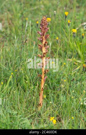 Knapweed broomstupro (Orobanche elatior), un parassita sulle alghe come il nome implica. Foto Stock