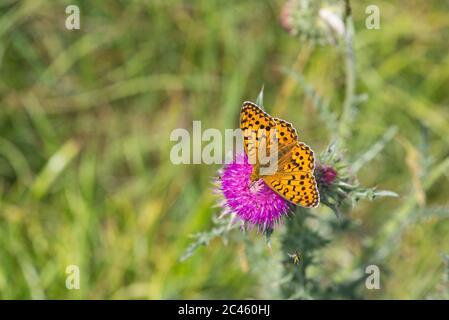 frigolaio verde scuro (Argynnis aglaja) Foto Stock
