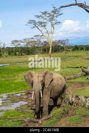 Elefante africano (loxodonta africana), contea di Laikipia, Monte keny, Kenya Foto Stock