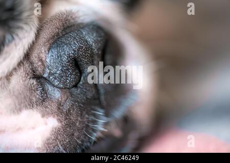 Macrofotografia di un giovane e carino volto di un cane Boston Terrier. Naso ruvido. Foto Stock