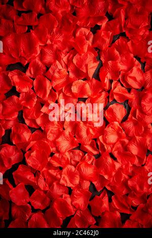 Sfondo di bellissimi petali di rosa rossa. Vista dall'alto Foto Stock