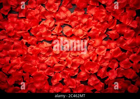 Sfondo di bellissimi petali di rosa rossa. Vista dall'alto Foto Stock