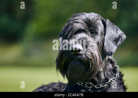 Ritratto di Gigante Schnauzer. Grande cane in muratura che posa in estate natura. Foto Stock