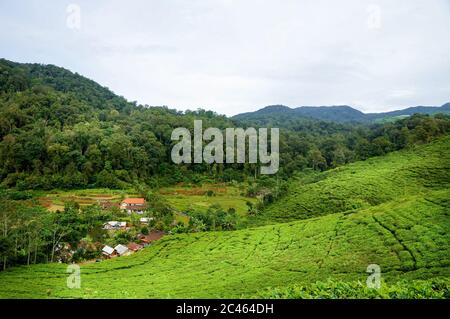 Villaggio rurale di montagna in fondo alla valle con piantagione di tè e foresta pluviale contro cielo coperto. Bogor, West Java Foto Stock