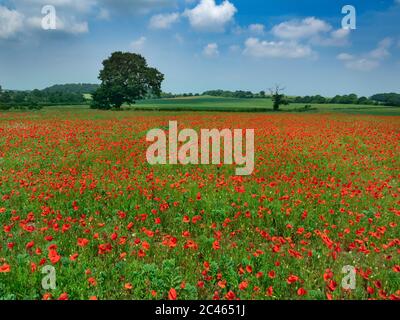 Papaver rhoeas - Poppies di mais che crescono in coltura fallita di fagiolo Norfolk di giugno Foto Stock