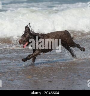 cocker inglese spaniel giocare sulla spiaggia Foto Stock