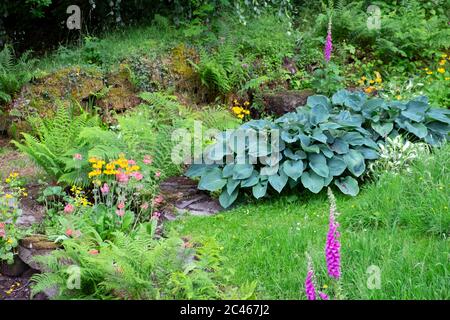 Vista di hota sieboldi blu, sieboldiana elegans & candelabra primrose in ombra zona umida di giardino di campagna nel Carmarthenshire Galles UK. KATHY DEWITT Foto Stock