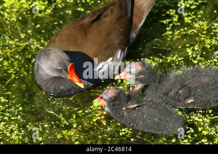 Moorhen pulcino che si nutra da un genitore - gallinula cloropus, rail, rallidae, piccolo uccello nero, gallina d'acqua Foto Stock