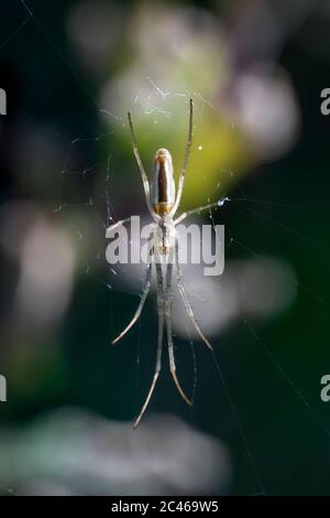 Spider (Tetragnatha extensa) che si muove in furtività su di esso è rete di seta comunemente conosciuta come foto di stock di Stretch Spider comune Foto Stock